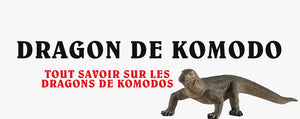 Dragon de Komodo : tout savoir !