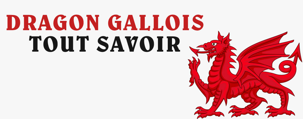 Dragon Gallois : Tout Savoir !